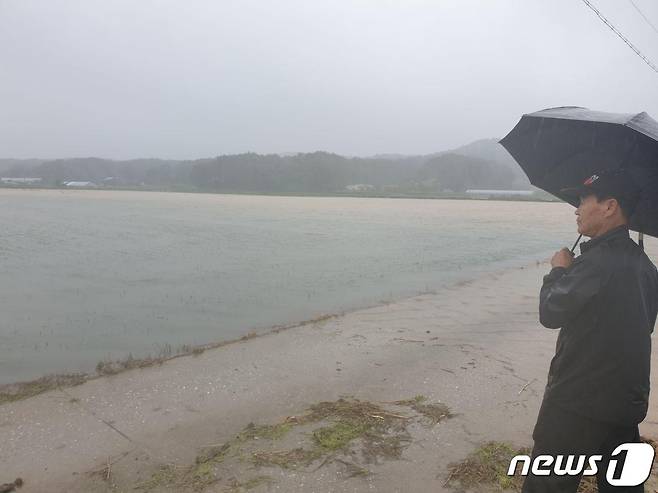 30일 강원 강릉시 운정동 일대 논이 폭우로 침수됐다. 이날 오후 1시 기준 강원 누적강수량은 설악동 250.5㎜, 미시령 243.5㎜, 양양(강현) 222㎜, 양양(오색) 193㎜, 강릉성산 182㎜, 강릉 173㎜, 속초(청호) 162.5㎜, 고성(간성) 152.5㎜ 등이다. 2020.6.30/뉴스1 © News1 최석환 기자