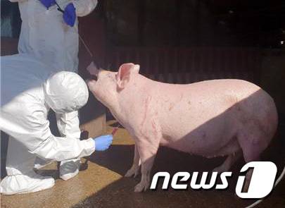 강원도동물위생시험소 직원들이 도내 한 양돈농장에서 돼지 채혈을 하고 있다. (강원도 제공) 2019.11.3/뉴스1 © News1 하중천 기자