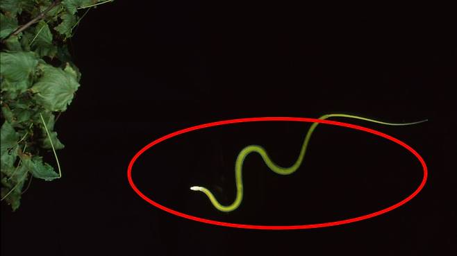 나무와 나무사이를 ‘비행’하는 ‘하늘 나는 뱀’으로 알려진 파라다이스 나무뱀