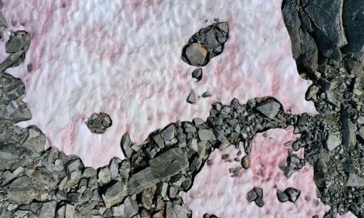 분홍색으로 변한 이탈리아 북부 트렌티노에 있는 발 디 솔레의 프레세나 빙하의 모습. 가디언 캡처