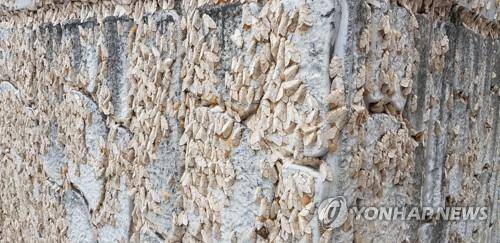 도심 점령한 매미나방 [연합뉴스 자료사진]