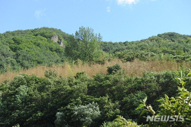 [진주=뉴시스] 국도 2호선인 진주-창원 국도변에 활짝 핀 대나무 꽃. /사진=뉴시스