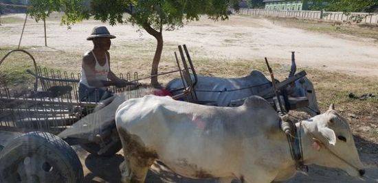 흰 소 두 마리가 끄는 우마차.[사진 조남대]