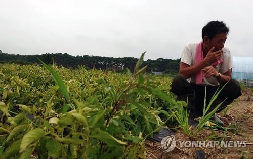 타들어 가는 농심 9일 강원 강릉시 강문동에서 감자를 수확하던 한 농민이 수심에 잠겨 있다. 2020.7.9 [촬영 이해용]