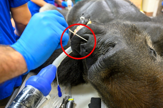미국 마이애미 동물원에서 형제와 싸우다 상처를 입고 치료를 받기 위해 옮겨진 고릴라 ‘샨고’가 코로나19 검사를 받고 있다.
