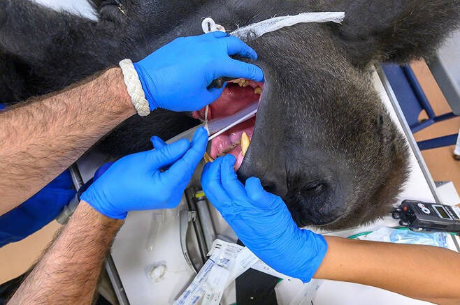 미국 마이애미 동물원에서 형제와 싸우다 상처를 입고 치료를 받기 위해 옮겨진 고릴라 ‘샨고’가 코로나19 검사를 받고 있다.