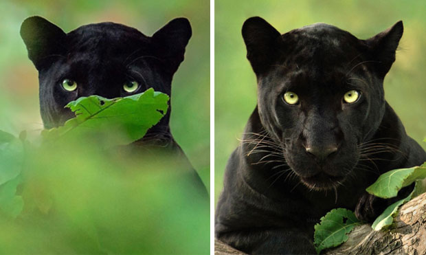 인도 정글에서 희귀 흑표범이 포착됐다. 12일(현지시간) 비즈니스인사이더 인도판은 카르나타카주 카비니 정글에서 ‘블랙팬서’의 실제 모델인 희귀 흑표범이 관찰됐다고 전했다./사진=사드 정 인스타그램