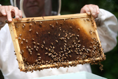 노제마병으로 죽어가는 꿀벌들의 모습