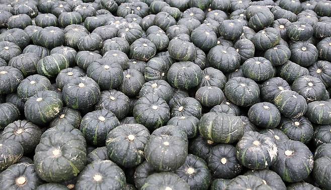 함평 단호박 일본에 수출 [함평군제공.재배포 및 DB금지]