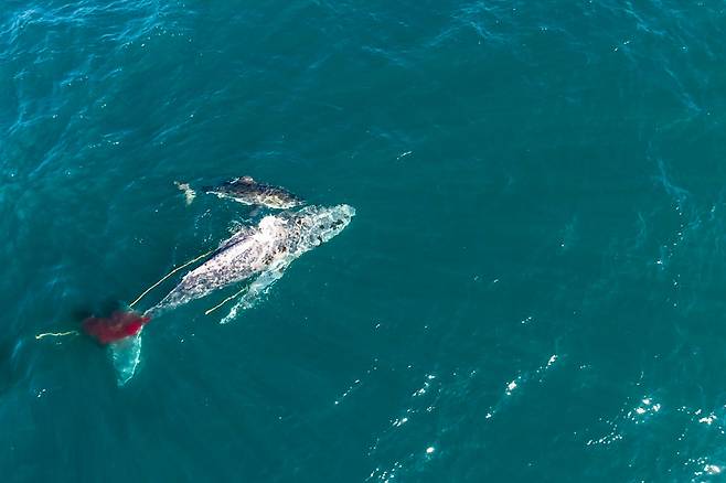 자신보다 큰 ‘10m 혹등고래’ 사냥하는 상어 최초 포착(사진=내셔널지오그래픽/어스터치)