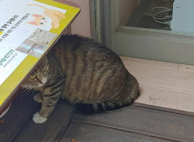 올무에 걸린 고양이 [관악길고양이보호협회 제공. 재판매 및 DB금지]