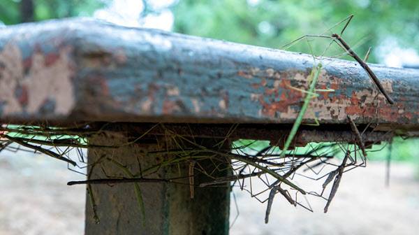 20일 서울 은평구 봉산 은평둘레길의 생활체육시설 의자에 나뭇가지가 엉켜있듯이 대벌레들이 빼곡하게 붙어있다/ 조인원기자