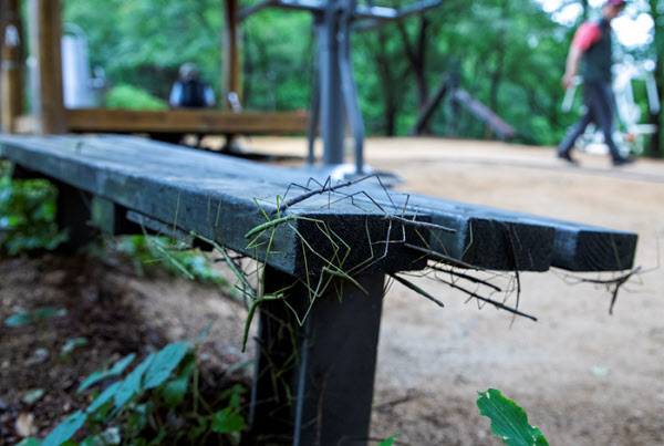 20일 서울 은평구 봉산 은평둘레길의 생활체육시설 의자에 대벌레들이 빼곡하게 붙어있다/ 조인원기자