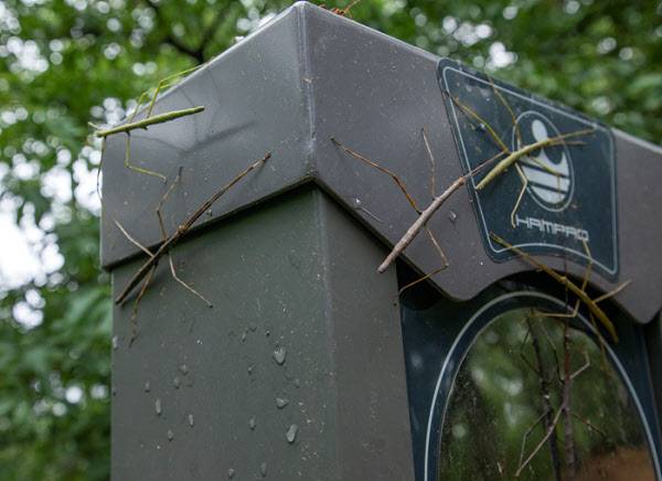 20일 서울 은평구 봉산 은평둘레길의 생활체육시설 체육기구에 대벌레들이 빼곡하게 붙어있다/ 조인원기자