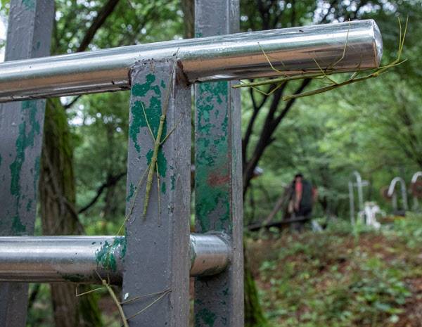 20일 서울 은평구 봉산 은평둘레길의 생활체육시설 철봉에 대벌레들이 빼곡하게 붙어있다/ 조인원기자