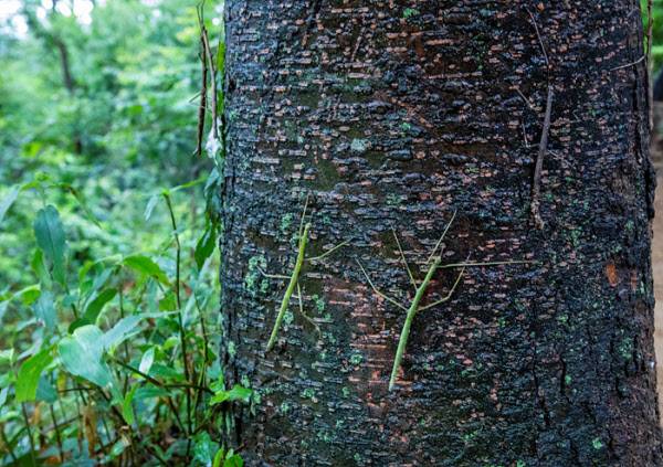 20일 서울 은평구 봉산 은평둘레길의 생활체육시설 의자에 대벌레들이 빼곡하게 붙어있다/ 조인원기자