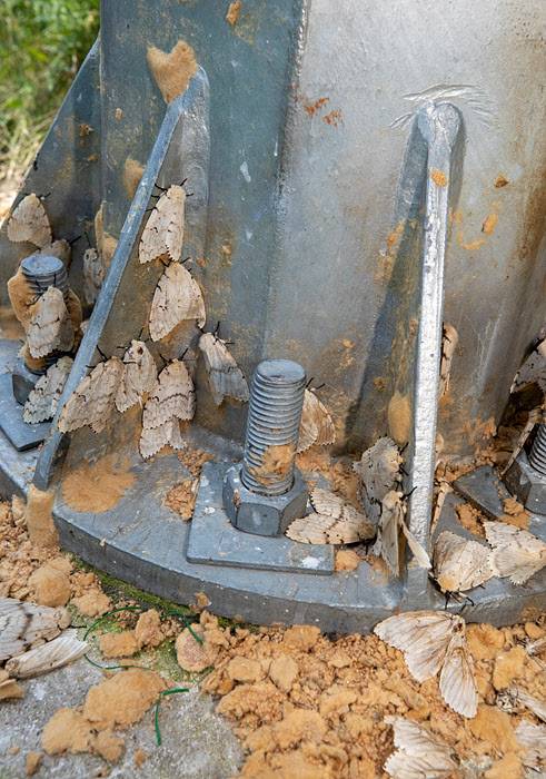 17일 충북 제천시 한 체육공원의 가로등에 매미나방과 나방알집이 빽빽하게 들어차 있다/ 조인원 기자