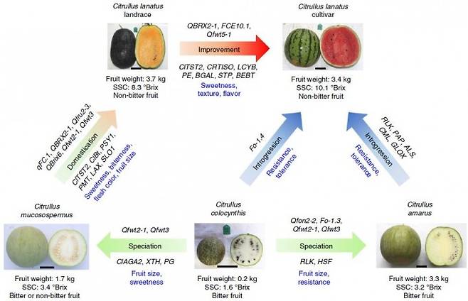 지난해 11월 학술지 ‘네이처 유전학’에 발표한 논문에 따르면 오늘날 우리가 즐겨 먹는 전형적인 수박(오른쪽 위 Citullus lanatus cultivar)은 오랜 작물화 과정을 거쳐 탄생했다. 자세한 내용은 본문 참조. 네이처 유전학 제공
