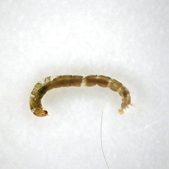 현미경으로 본 등깔따구 유충의 모습. 국립생물자원관