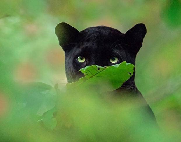 사진=사드 정 인스타그램