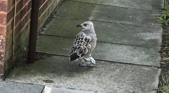 버려진 마스크에 발이 묶여 날지 못하고 있는 갈매기. [트위터 캡처]