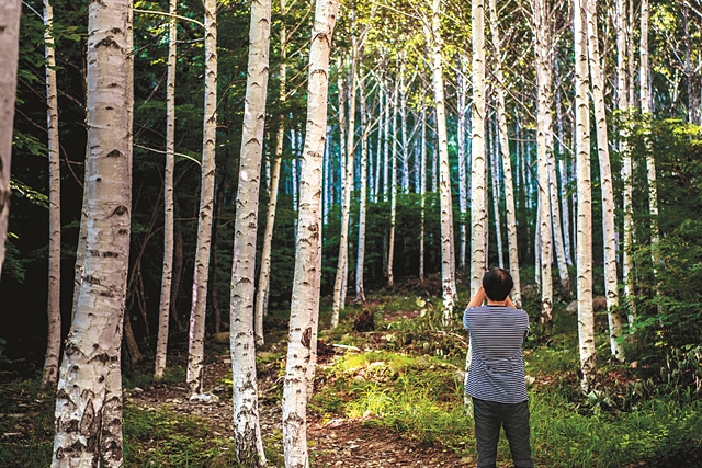 경북 영양군 수비면 죽파리 자작나무숲을 찾은 여행객이 빽빽이 들어선 하얀 수피의 나무 숲을 카메라에 담고 있다. 아직 공식 개장되지 않은 숲은 ‘사회적 거리두기’ 시대에 더위를 식힐 수 있는 여행지로 안성맞춤이다.