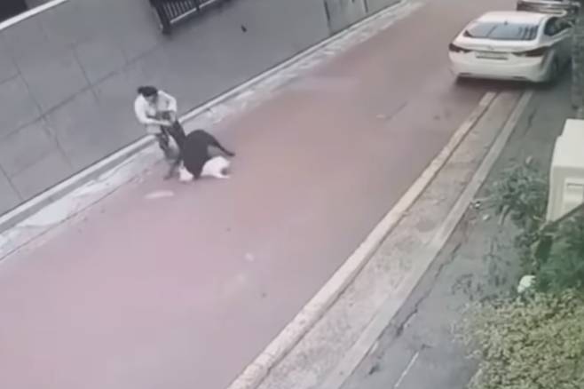 지난 25일 서울 은평구 불광동의 한 골목길에서 입마개를 하지 않은 맹견 로트와일러가 주민과 산책 중이던 소형견 스피츠를 물어 죽였다. 2020.7.31