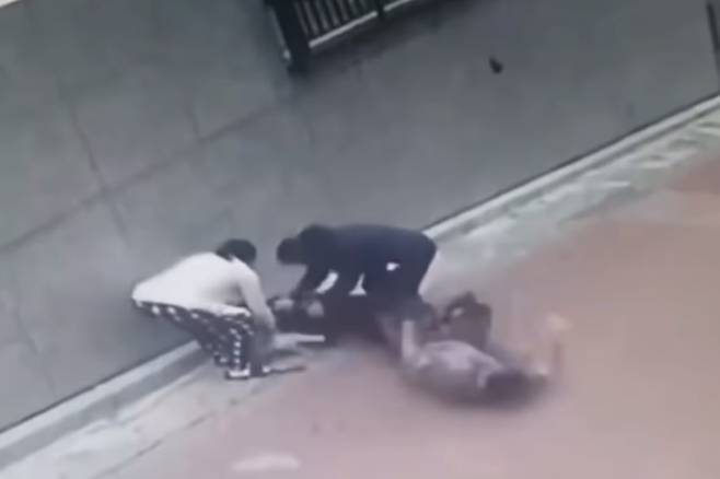 지난 25일 서울 은평구 불광동의 한 골목길에서 입마개를 하지 않은 맹견 로트와일러가 주민과 산책 중이던 소형견 스피츠를 물어 죽였다. 당시 로트와일러 견주가 개를 떼어내보려 하지만 개의 힘을 이기지 못하고 뒤로 넘어지는 순간. 2020.7.31