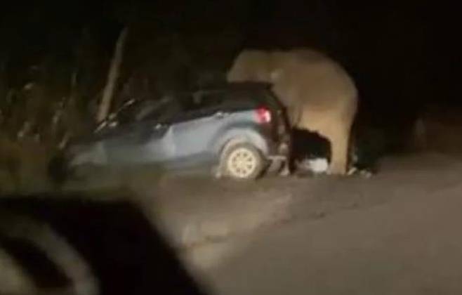 말레이 고속도로서 '경적에 흥분' 코끼리가 승용차 밟아 5명 탈출 [트위터 @azuar·재판매 및 DB 금지]