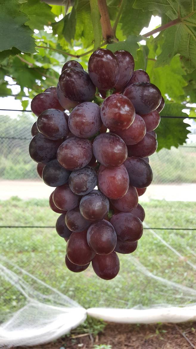 국내에서 육성한 포도 품종 홍주씨들리스. 사진 농촌진흥청 국립원예특작과학원 제공