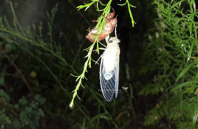 우화 중인 매미.