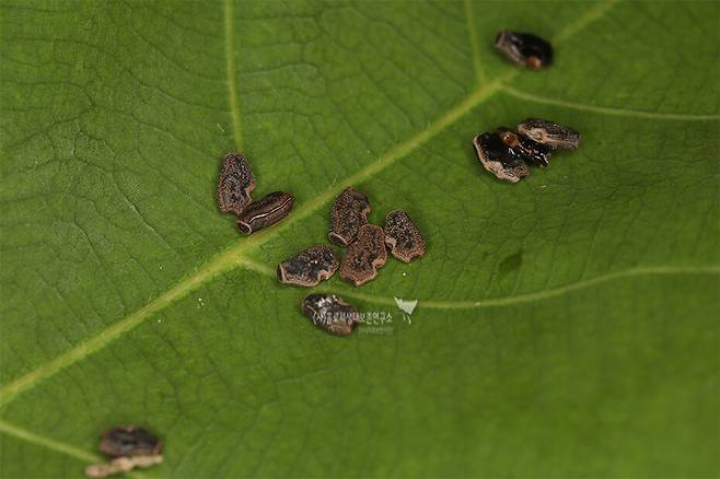 대벌레의 알. 씨앗처럼 보인다.
