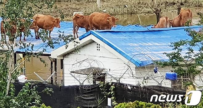 9일 오전 섬진강 범람으로 침수된 전남 구례군 구례읍 양정마을의 한 축사 위 지붕으로 소들이 올라가 있다. 당국에서는 전날 물이 차오르면서 소가 떠올라 지붕으로 올라간 것으로 추정한다. 이 마을에서는 약 1500여마리의 소를 키우는 것으로 알려졌다.2020.8.9/뉴스1 © News1 지정운 기자