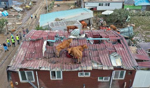 용케 살았구나… 지붕위로 피한 소들 주말 동안 전남 지역에 많은 비가 내려 인명·재산 피해가 속출했다. 전남 곡성군 곡성읍의 한 마을 주택 지붕에 소들이 올라가 있다. 곡성=연합뉴스