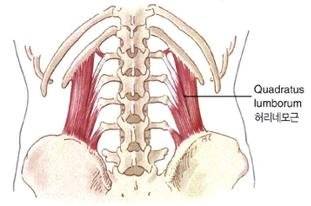 허리네모근. [자료 유재욱]