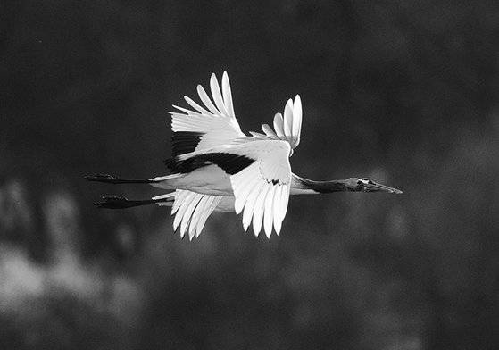 사진4 에어쇼, 2014/ 800mm, f 5.6, s1/1000, ISO 400. [사진 주기중]