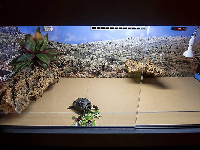 쌍두 거북 야누스는 이사에 앞서 새로운 테라리엄 내부를 둘러봤다.