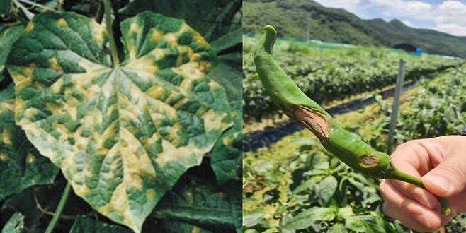 ▲사진 왼쪽부터 노균병, 탄저병.