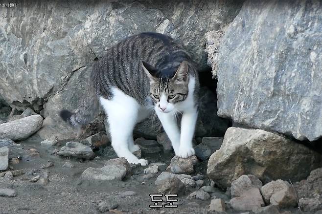 ⓒhaha ha 유튜브 갈무리‘어그로’ 없이 79만명의 구독자를 확보한 동물 유튜브 채널 ‘haha ha’ 영상.