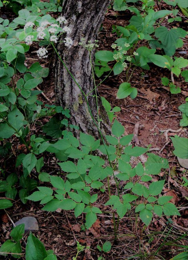 강원도 등에서 자라는 덕우기름나물. 국립생물자원관 제공