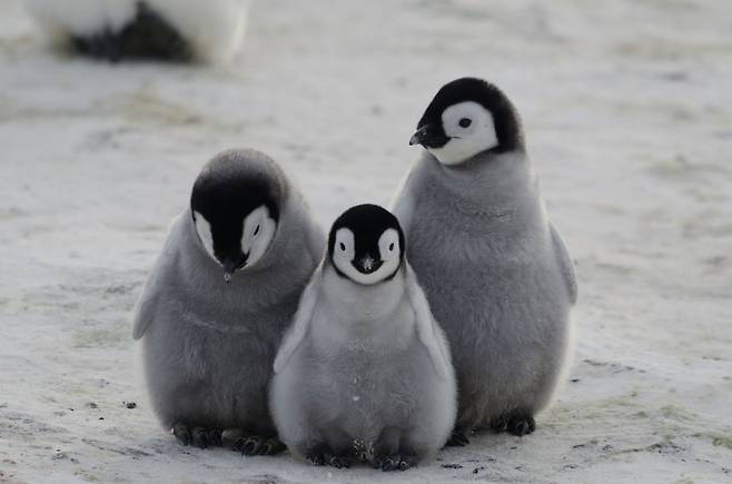 남극에 서식하는 새끼 황제펭귄들(사진=123rf.com)