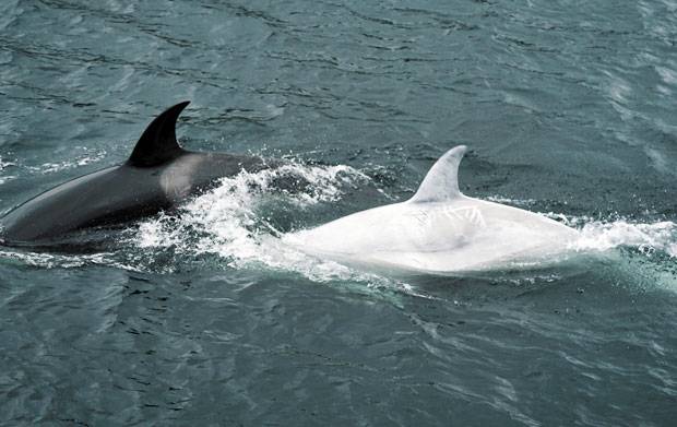 전 세계에 단 8마리뿐인 희귀 하얀 범고래가 카메라에 포착됐다. 12일(현지시간) 미국 라디오방송국 KFSK는 알래스카 남동쪽 해역에 하얀 범고래가 나타나 전문가 이목이 쏠렸다고 전했다./사진=스테파니 헤이즈 인스타그램