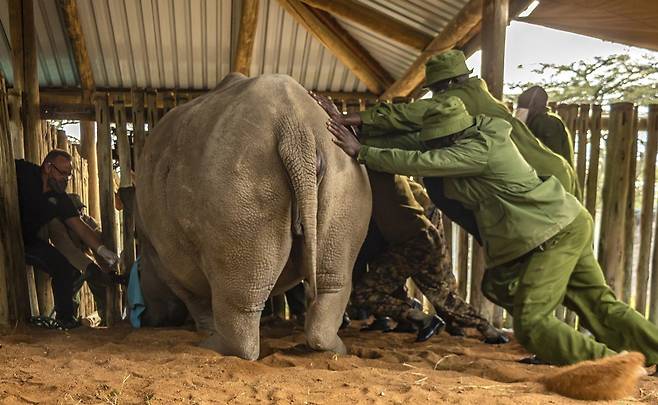 2마리의 북부 흰코뿔소에게서 난자 채취를 준비중인 관계자들. 사진=AP 연합뉴스