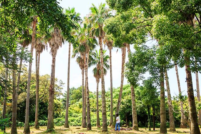 열대우림에라도 온 듯 키 큰 야자수 나무들이 가득하다