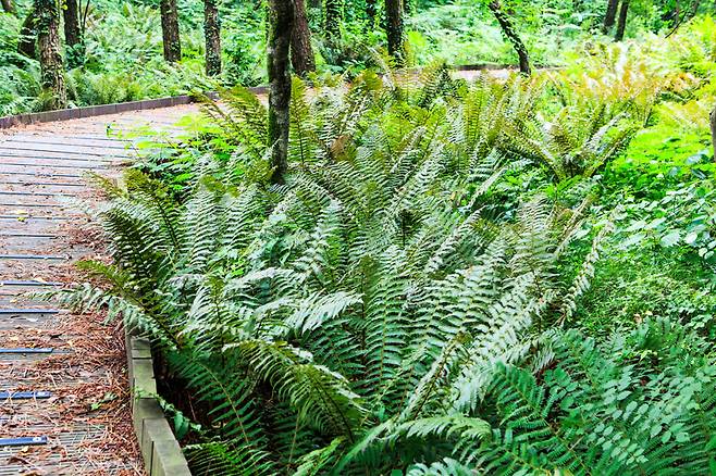 양치식물원에서는 수많은 종류의 고사리들을 볼 수 있다