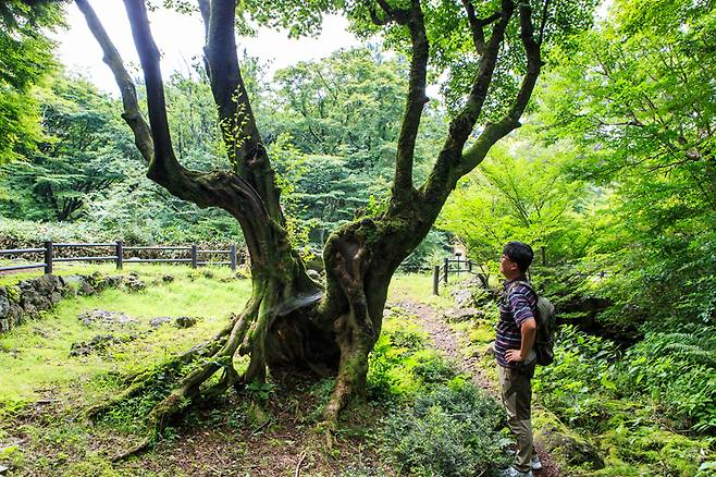 한라생태숲의 명물인 연리목. 볼수록 신비롭고 애틋한 마음이 든다