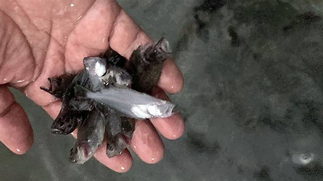 정전으로 폐사한 태안 종묘 배양장 넙치 치어