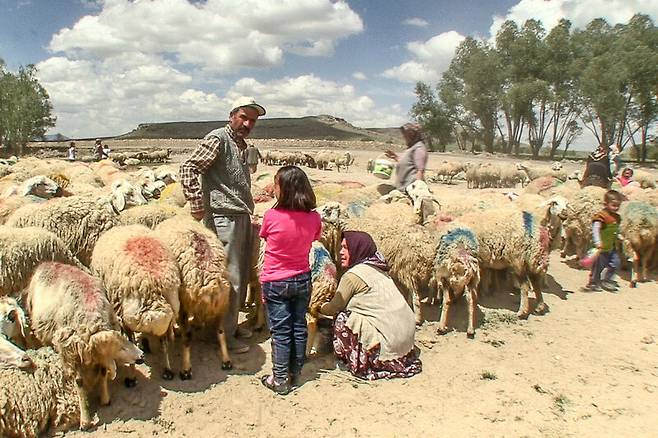 터키 악사라이 지역에서 양젖 짜는 가족들. 사진 신동신 피디 제공