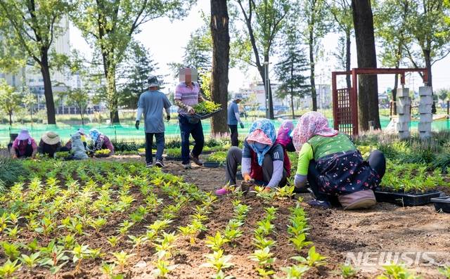 [증평=뉴시스]강신욱 기자 = 충북 증평군은 최근 집중호우로 훼손된 보강천 미루나무숲 꽃밭에 2만 포기의 꽃을 심어 가을 풍경을 살리고 있다. (사진=증평군 제공) 2020.08.28. photo@newsis.com
