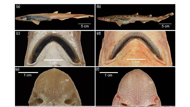 왼쪽은 지난해 이탈리아에서 발견된 검은입두툽상어의 모습, 오른쪽은 평범한 검은입두툽상어의 모습. 이빨과 치아 등에서 차이를 볼 수 있다
